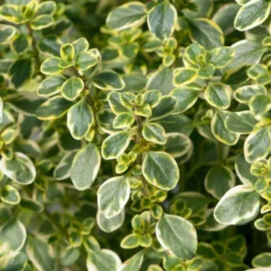 Lemon Thyme Plant 4-6 Inch Culinary Herb