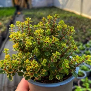 Lemon Thyme Plant 4-6 Inch Culinary Herb