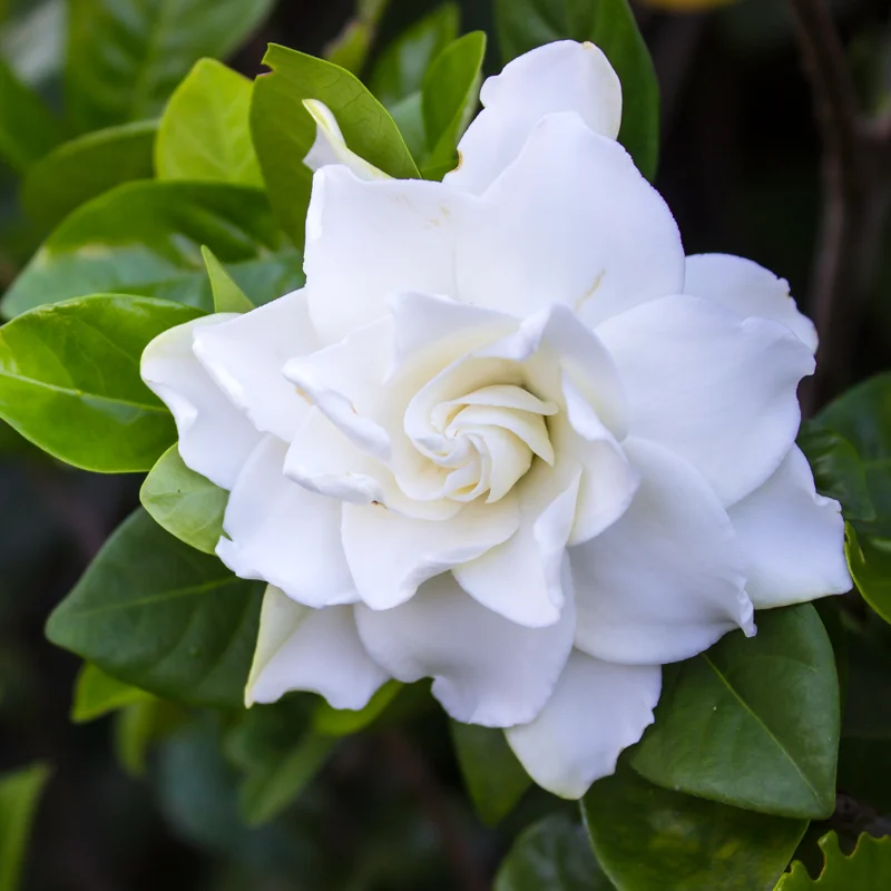 Gardenia Plant 'Frostproof' Cape Jasmine - 10-12 Inch Potted Shrub