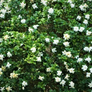 Gardenia Plant 'Frostproof' Cape Jasmine - 10-12 Inch Potted Shrub