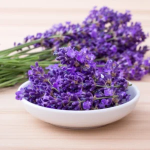 Goodwin Creek Lavender Plant - 3-5 Inch Potted Herb