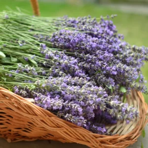 Goodwin Creek Lavender Plant - 3-5 Inch Potted Herb