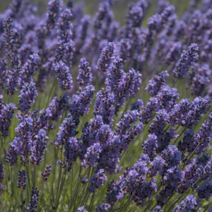 Goodwin Creek Lavender Plant - 3-5 Inch Potted Herb