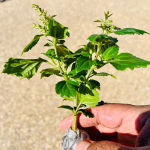 Patchouli Plant 2-5 Inch Live Herb Plant