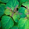 Patchouli Plant 2-5 Inch Live Herb Plant
