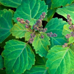 Patchouli Plant 2-5 Inch Live Herb Plant