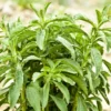 Sweetleaf Stevia Live Plant 6-8 Inch - Natural Sweetener Herb