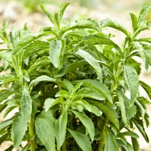 Sweetleaf Stevia Live Plant 6-8 Inch - Natural Sweetener Herb