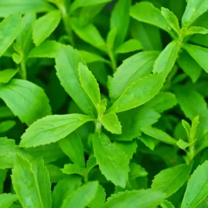 Sweetleaf Stevia Live Plant 6-8 Inch - Natural Sweetener Herb