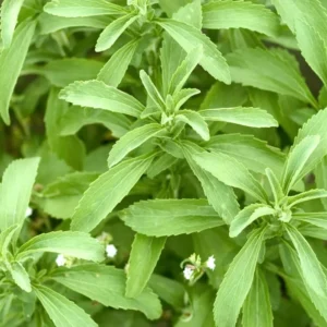 Sweetleaf Stevia Live Plant 6-8 Inch - Natural Sweetener Herb