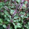 African Blue Basil Plant 4-6 Inch Herb Garden Starter