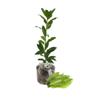 Bay Leaf Plant - Sweet Laurel - 5-7 inch - Culinary Herb