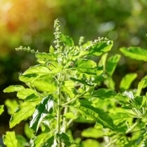 Holly Basil Plant Indian Krishna Tulsi - 4-5 Inch Herb Plant