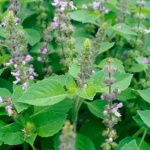 Holly Basil Plant Indian Krishna Tulsi - 4-5 Inch Herb Plant