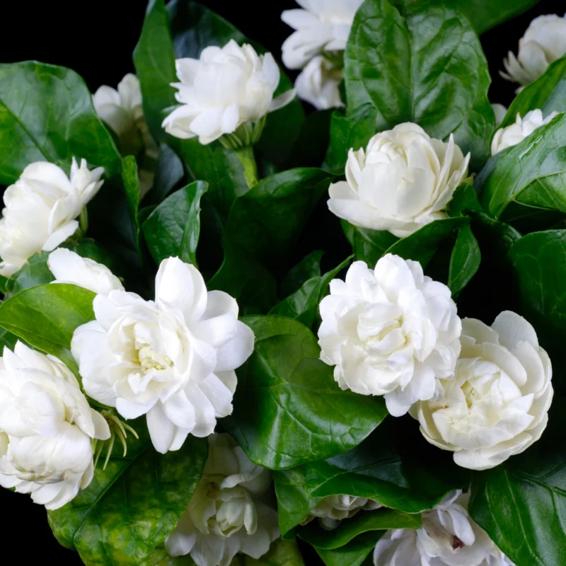 Grand Duke Jasmine Plant - Jasmine Sambac - 10-12 Inch Potted Plant