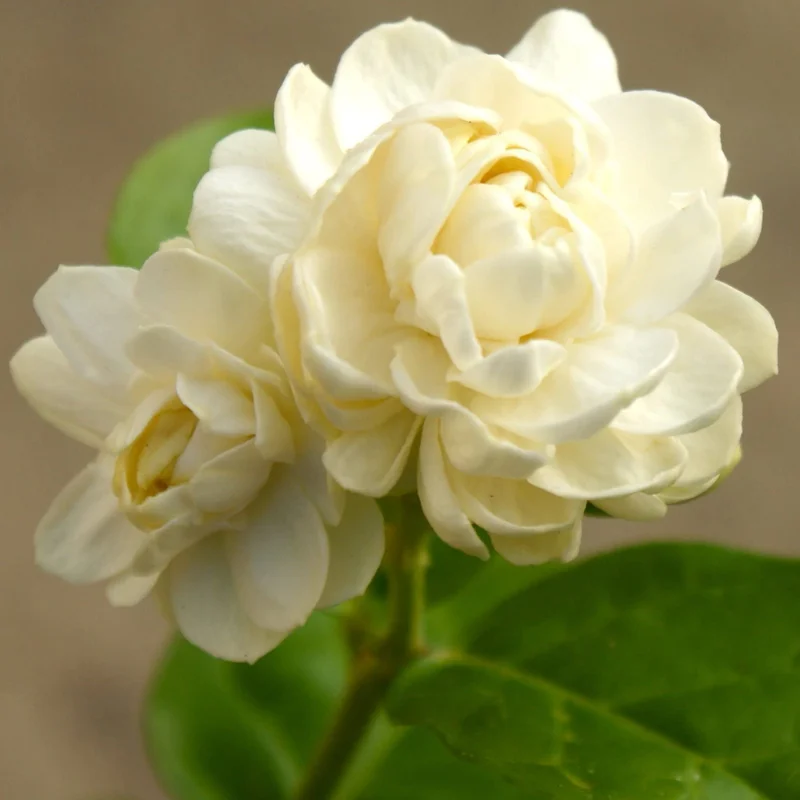 Grand Duke Jasmine Plant - Jasmine Sambac - 10-12 Inch Potted Plant