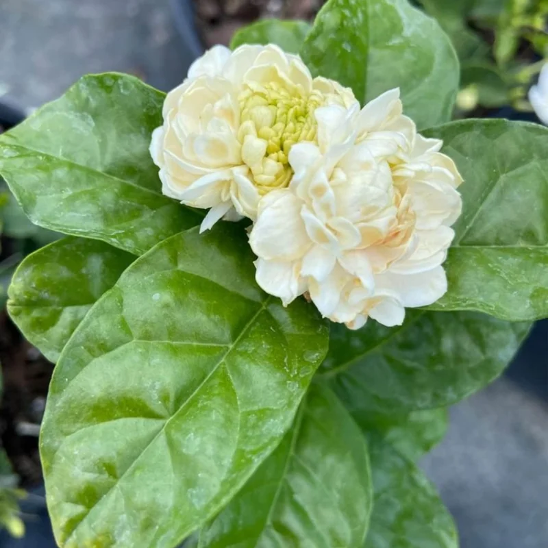 Grand Duke Jasmine Plant - Jasmine Sambac - 10-12 Inch Potted Plant