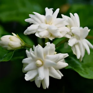 Arabian Tea Jasmine Plant - Jasmine Sambac, 7-9 Inch Potted