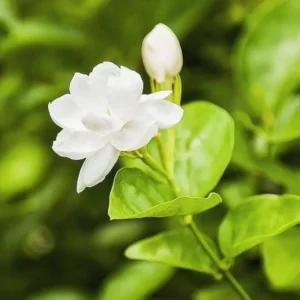 Arabian Tea Jasmine Plant - Jasmine Sambac, 7-9 Inch Potted