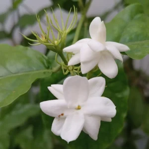 Arabian Tea Jasmine Plant - Jasmine Sambac, 7-9 Inch Potted