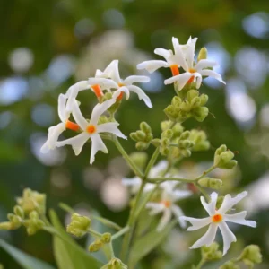 Night Blooming Jasmine Plant - 6-9 Inch Height - Fragrant White Flowers