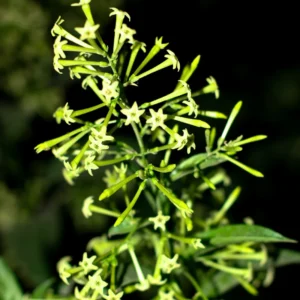 Night Blooming Jasmine Plant - 6-9 Inch Height - Fragrant White Flowers