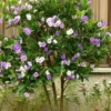 1 Brunfelsia floribunda 8" Tall Live Plant