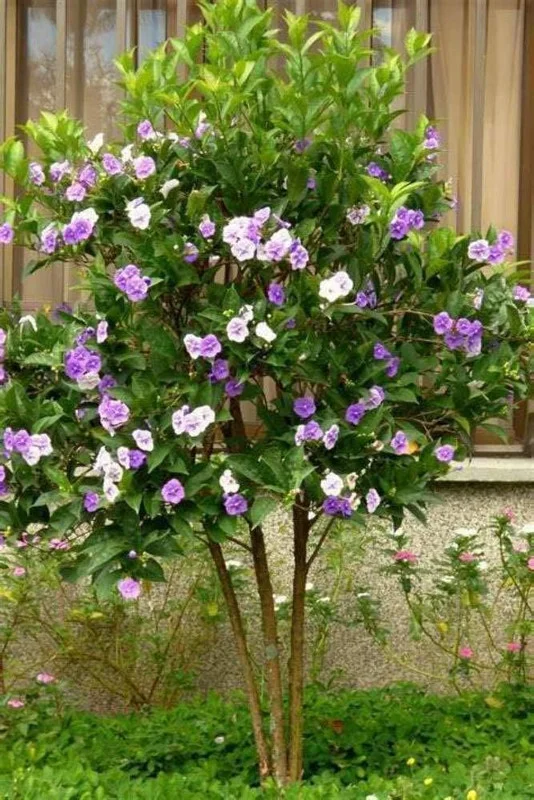1 Brunfelsia floribunda 8" Tall Live Plant