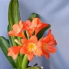 1 Variegated Fire Lily (Clivia miniata) Live Plant