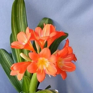1 Variegated Fire Lily (Clivia miniata) Live Plant