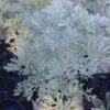 1 Live Plant - Wormwood Herb - 1 Feet Tall - Ship in 1 Gal Pot