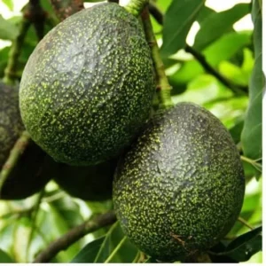 HASS Avocado - Grafted Tree - 1 Feet Tall - Ship in Plastic Bag, Green