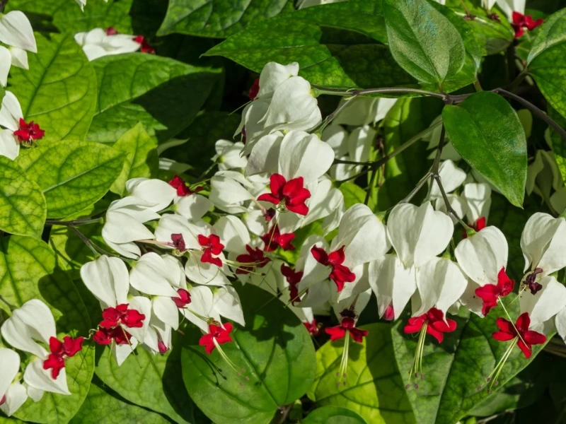 Clerodendrum Bleeding Heart