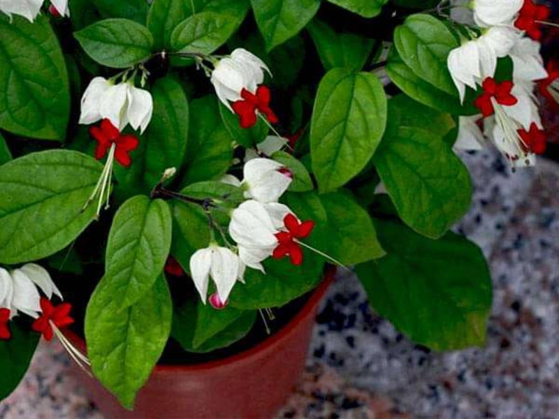 Bleeding Heart vines in pots