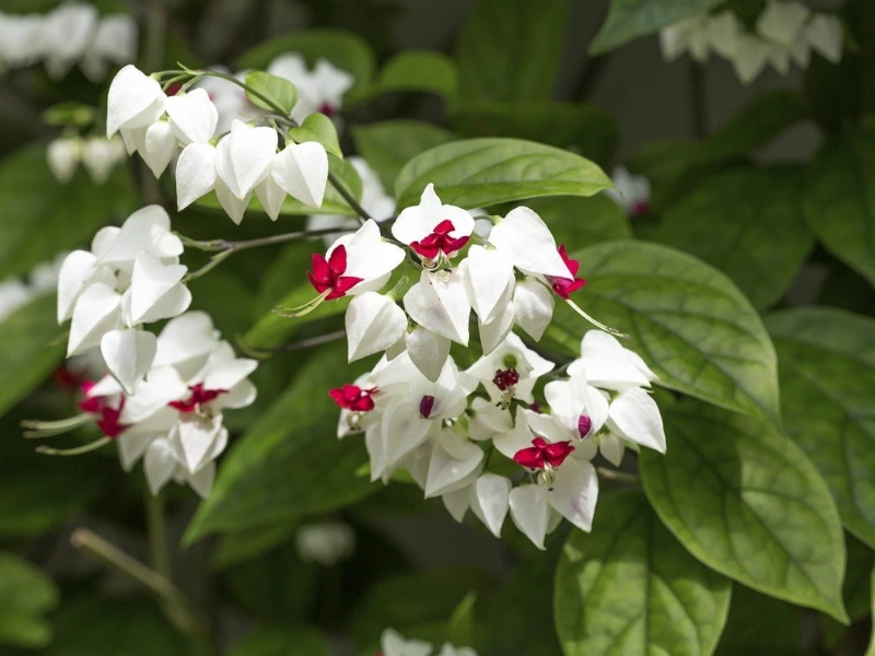 Bleeding Heart vines