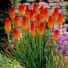 Afco 50Pcs Beautiful Red Hot Poker Torch Lily Flower Seeds Garden Plant