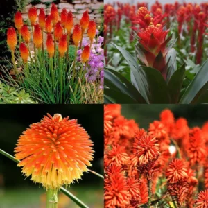 Afco 50Pcs Beautiful Red Hot Poker Torch Lily Flower Seeds Garden Plant