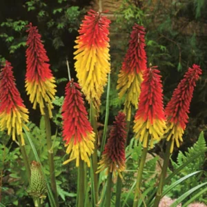 Afco 50Pcs Beautiful Red Hot Poker Torch Lily Flower Seeds Garden Plant