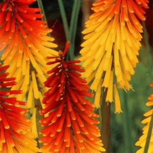 Afco 50Pcs Beautiful Red Hot Poker Torch Lily Flower Seeds Garden Plant