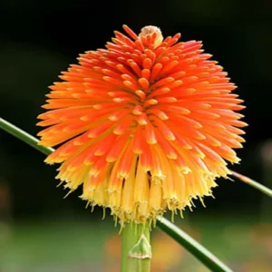 Afco 50Pcs Beautiful Red Hot Poker Torch Lily Flower Seeds Garden Plant