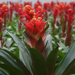Afco 50Pcs Beautiful Red Hot Poker Torch Lily Flower Seeds Garden Plant