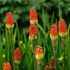 Afco 50Pcs Beautiful Red Hot Poker Torch Lily Flower Seeds Garden Plant