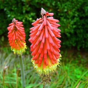 Afco 50Pcs Beautiful Red Hot Poker Torch Lily Flower Seeds Garden Plant