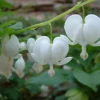 Dicentra spectablis 'Alba'Seeds, White Bleeding Heart, (10 Seeds) Rare Flowers