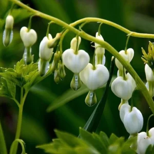 Dicentra spectablis 'Alba'Seeds, White Bleeding Heart, (10 Seeds) Rare Flowers