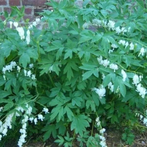 Dicentra spectablis 'Alba'Seeds, White Bleeding Heart, (10 Seeds) Rare Flowers