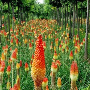 Afco 50Pcs Beautiful Red Hot Poker Torch Lily Flower Seeds Garden Plant