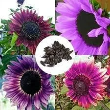 20 pieces Purple sunflower seeds