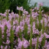 500 Seeds: Obedient Plant Seeds - Pink - Physostegia Virginiana - Great Cut Flower!(500 Seeds)