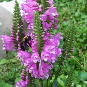 500 Seeds: Obedient Plant Seeds - Pink - Physostegia Virginiana - Great Cut Flower!(500 Seeds)